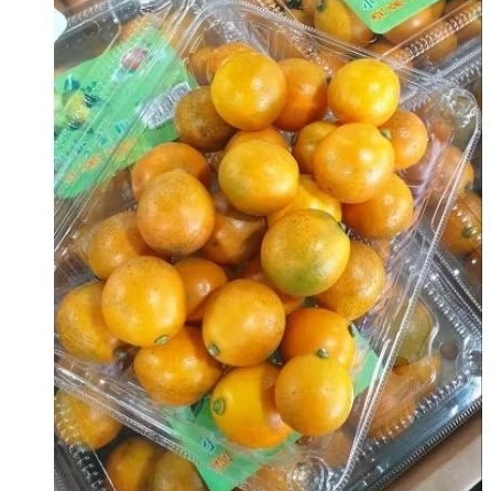 

JERUK KIMKIT/KIMKUAT SHATANG 1 DUS 12PACK