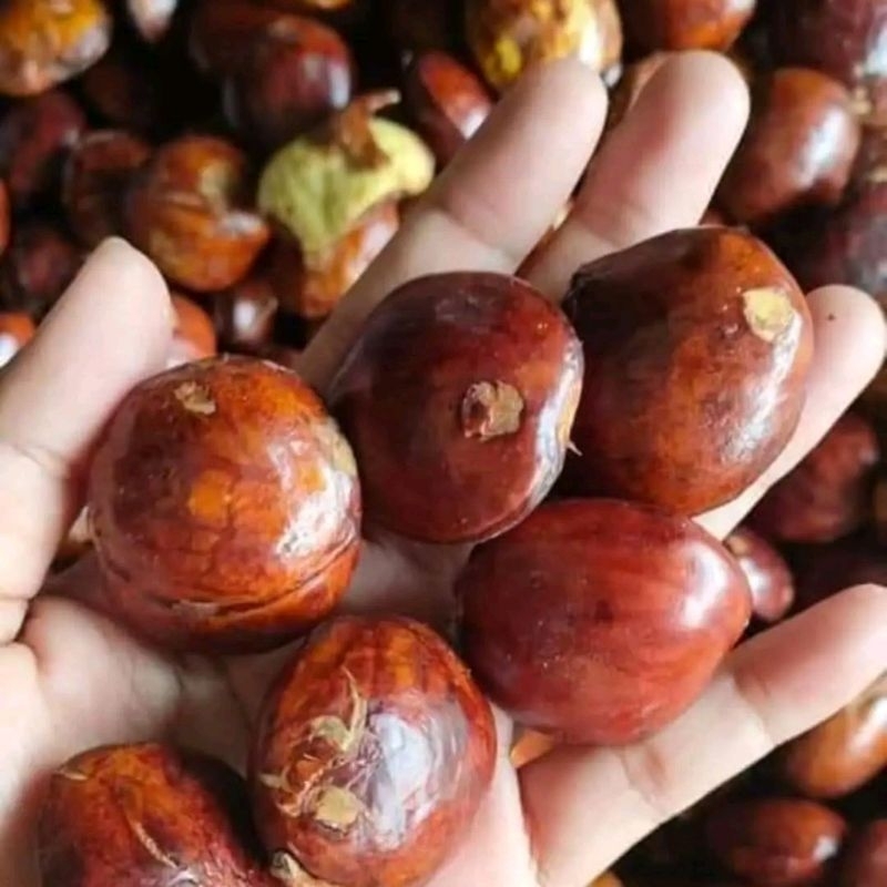 

JENGKOL JENGKI JRENG SORTIR SEGAR FRES 500GRAM