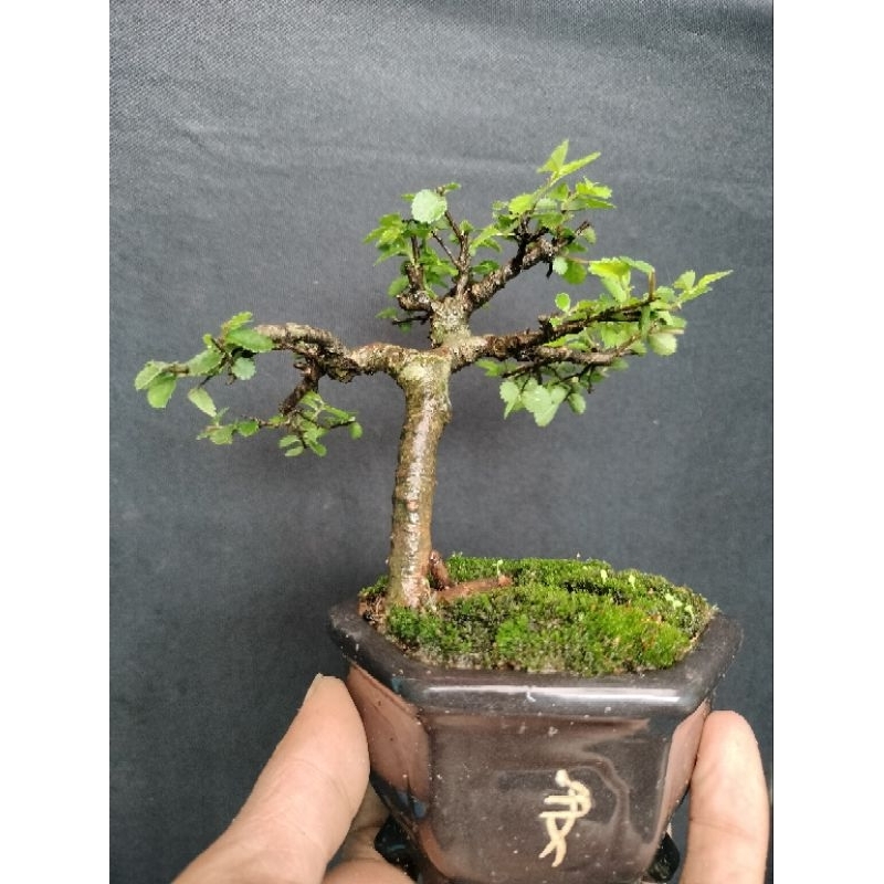 Bonsai Ulmus micro