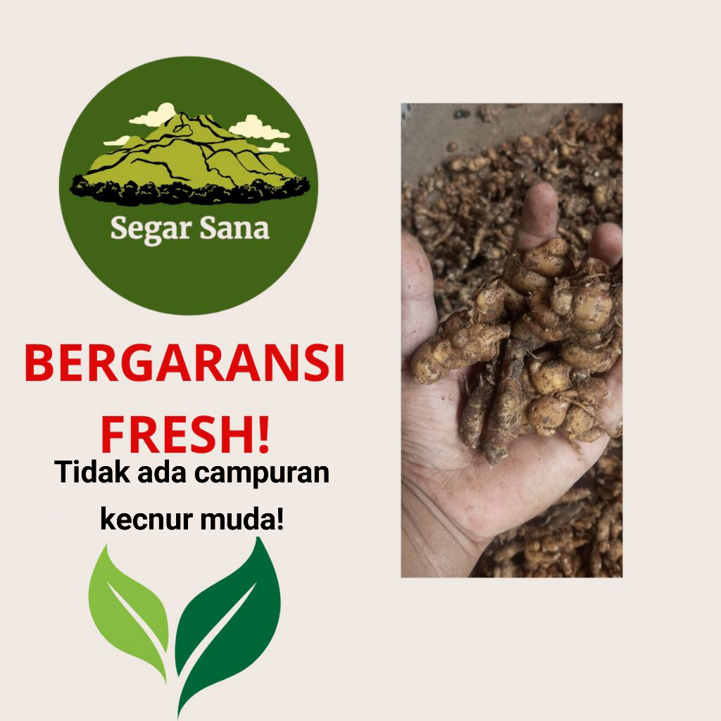 

KENCUR MERAH TUA FRESH JUMBO BERGARANSI!!!