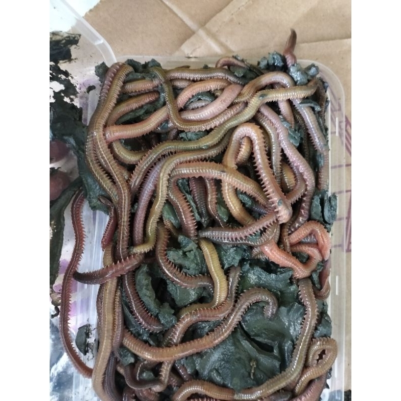 cacing laut /cacing naga isi 25