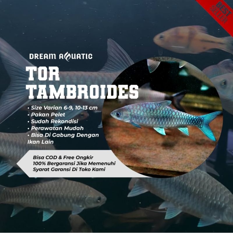JUAL BLUE MAHSEER TAMBROIDES HIASAN AQUARIUM/AQUASCAPE