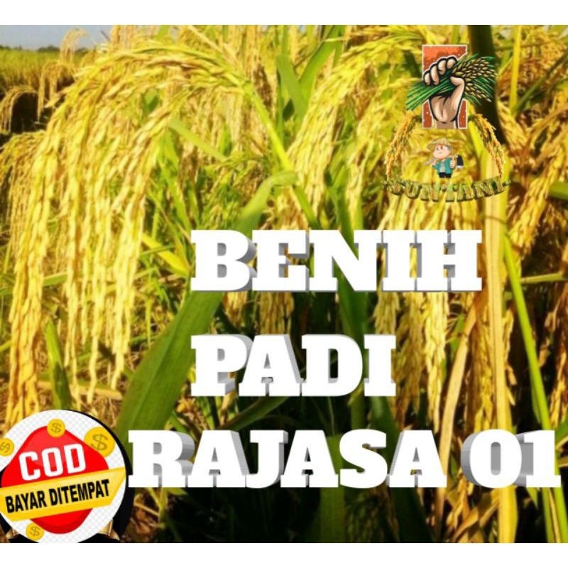 BIBIT PADI RAJASA-01 SUPER KEMASAN 5KG.