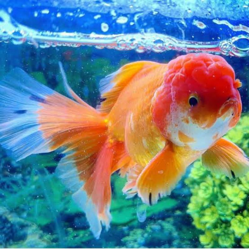 Dekorasi Hiasan Aquarium Koki Jumbo Oranda Rosetail Pancawarna (KHUSUS INSTAN)