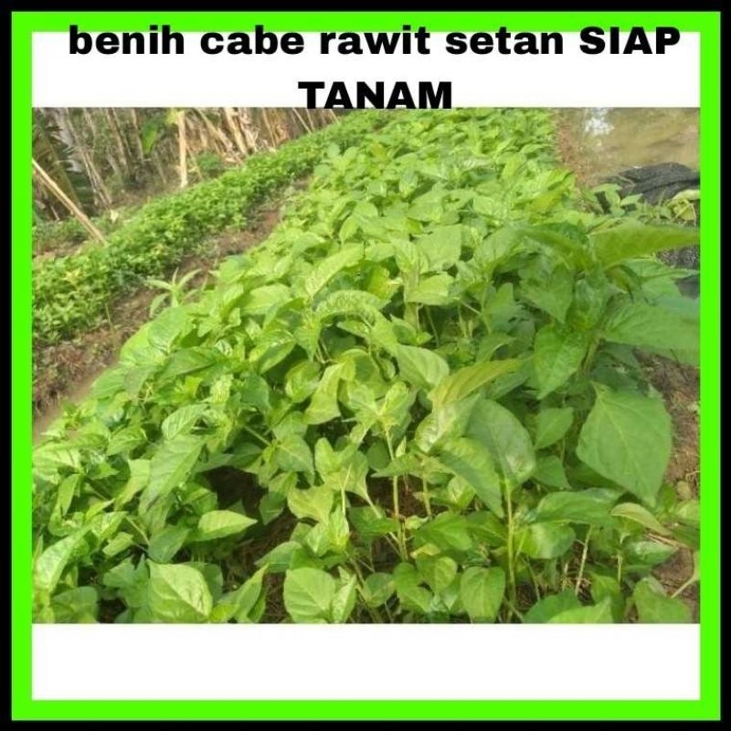 80 batang cabe setan /cabe domba siap tanam
