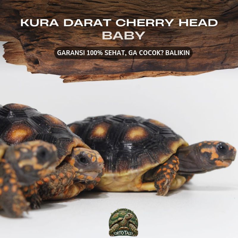 PELET KURA CHERRY HEAD RAKUS NO MINUS