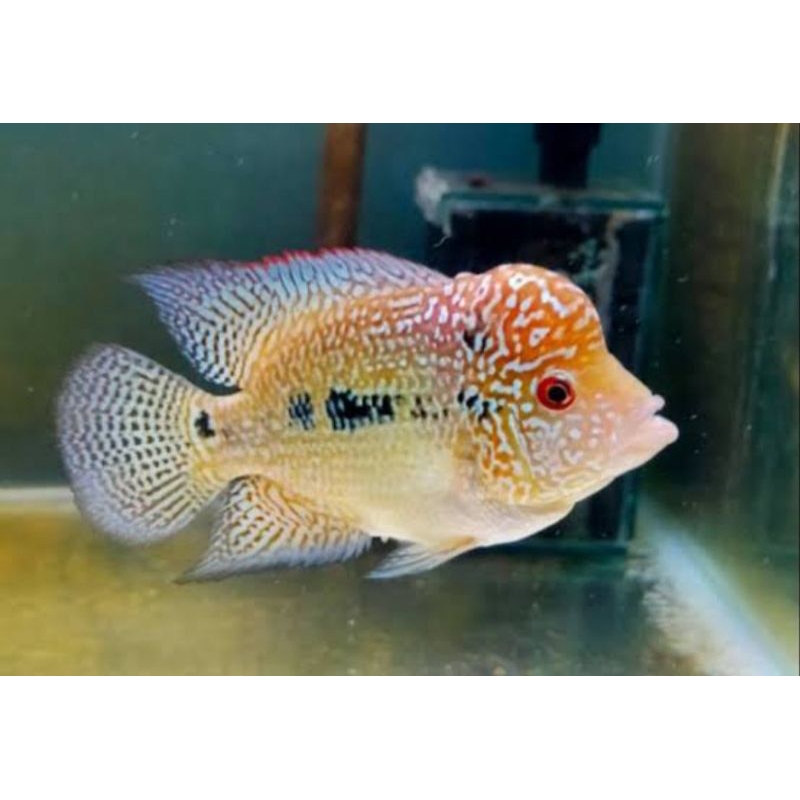 gb britt A marking joss burayak 2-4cm