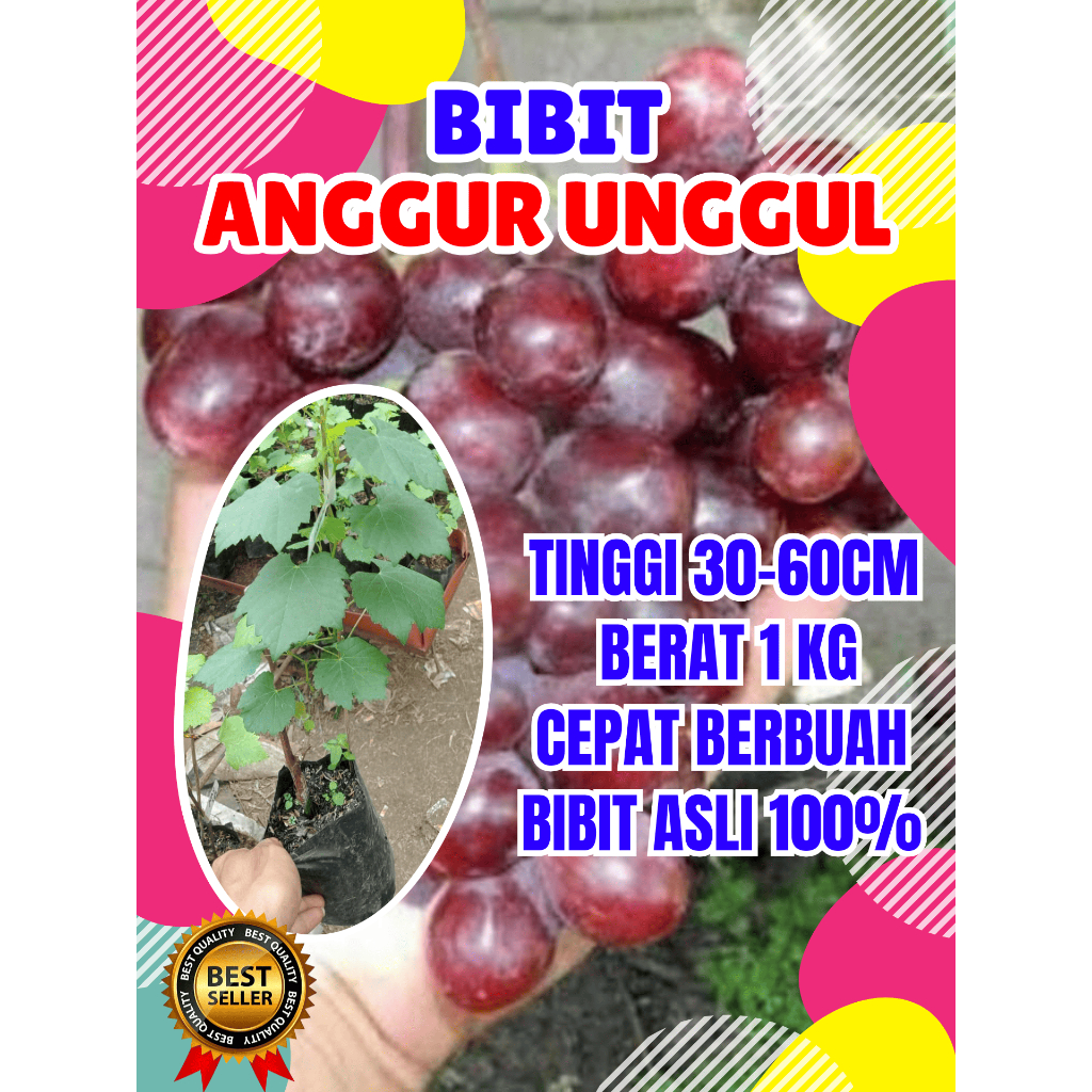 

BEBAS JAMUR..! Pohon Anggur Everest Valid