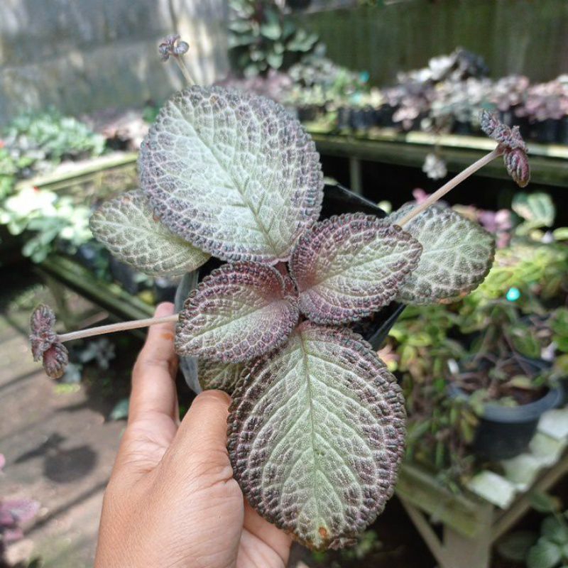 Episcia Moonlight/Ungu Aceh