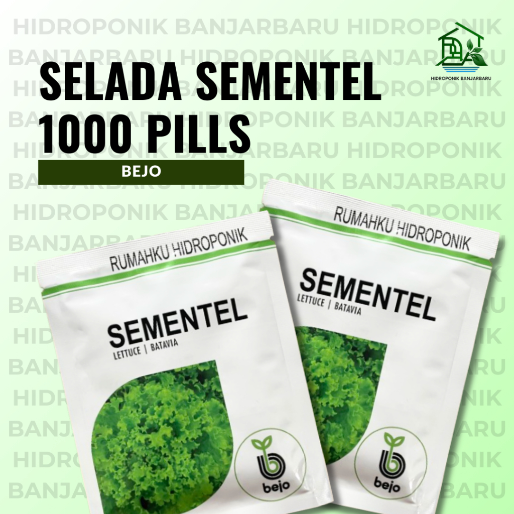 BENIH SELADA KERITING SEMENTEL LETTUCE BATAVIA BEJO SEED 1000 PILLS SELADA HIJAU SELADA HIDROPONIK