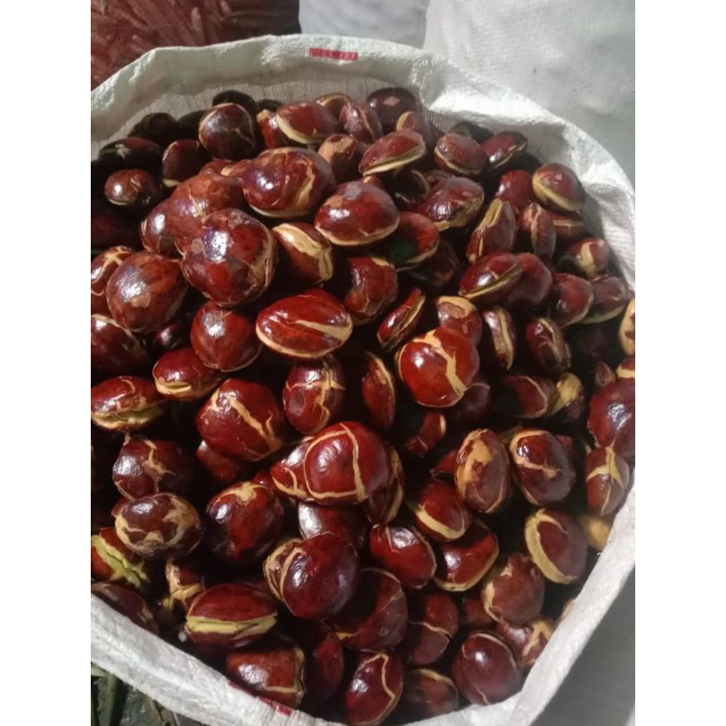 

JENGKOL TUA ABRES 1kg