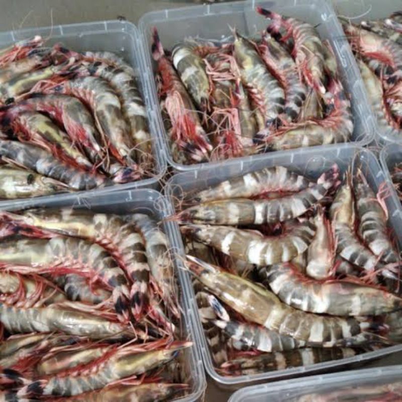 Udang segar/ udang windu fresh segar/ udang windu segar fresh pasar pagi