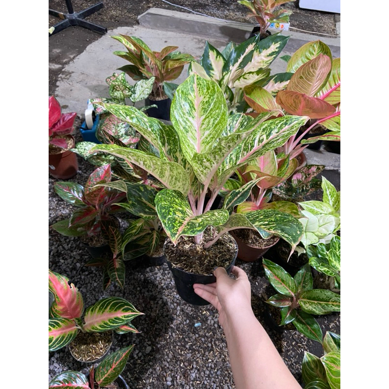 Aglaonema Bidadari jumbo