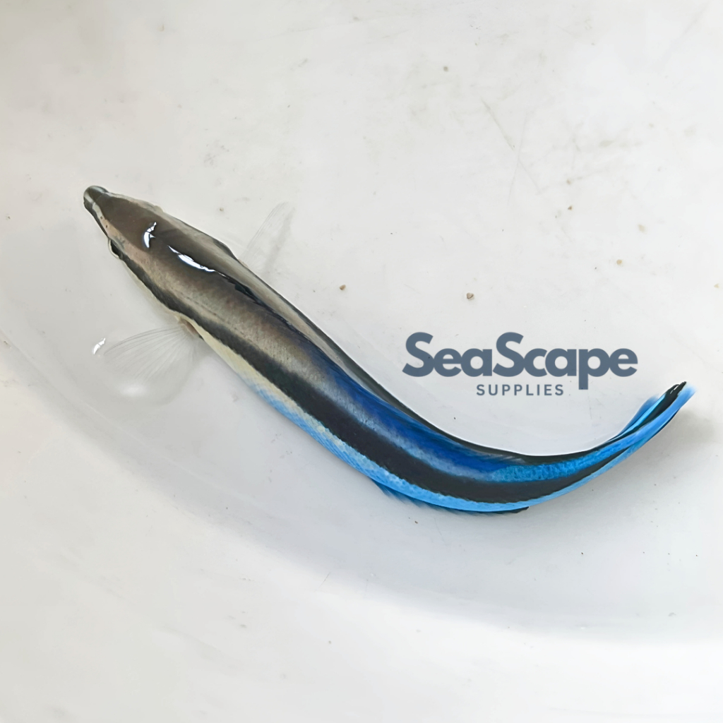 Ikan Hias Akuarium Air Laut Dokter B (Blurestreak Cleaner Wrasse Fish) Aquarium Aquascape Marine