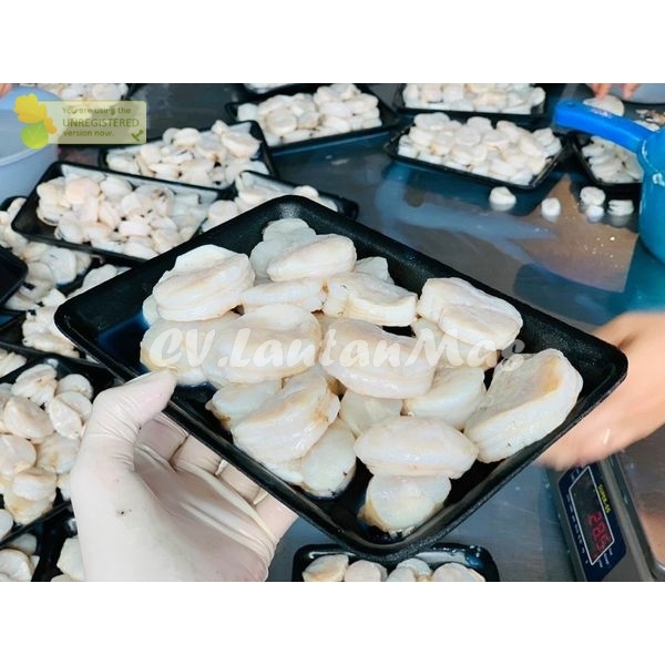 

Scallop Kapak Segar Fresh Frozen Premium