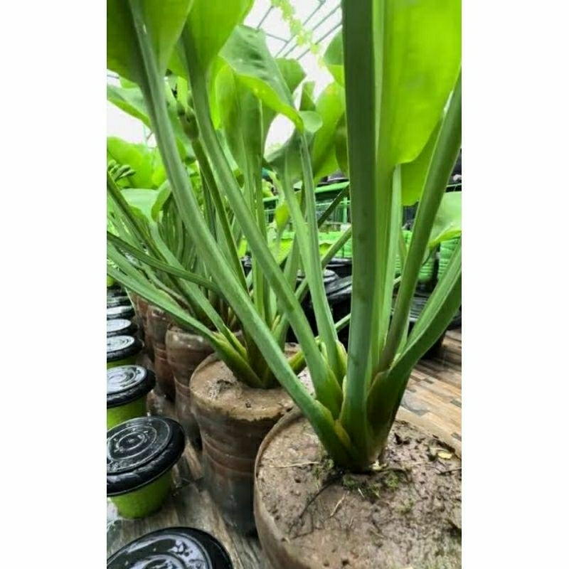 BENIH TANAMAN GENJER / BIBIT GENJER / GENDOT - isi 10 bibit