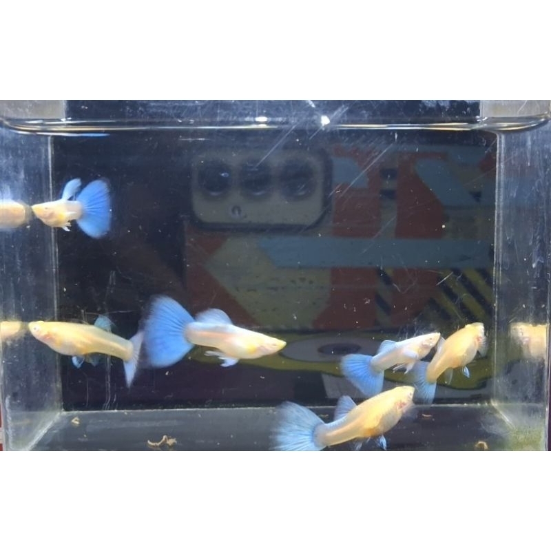 guppy sky blue