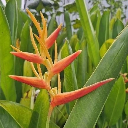 Heliconia psittacorum Bunga Pisang Pisangan jenis besar Bird of Paradise