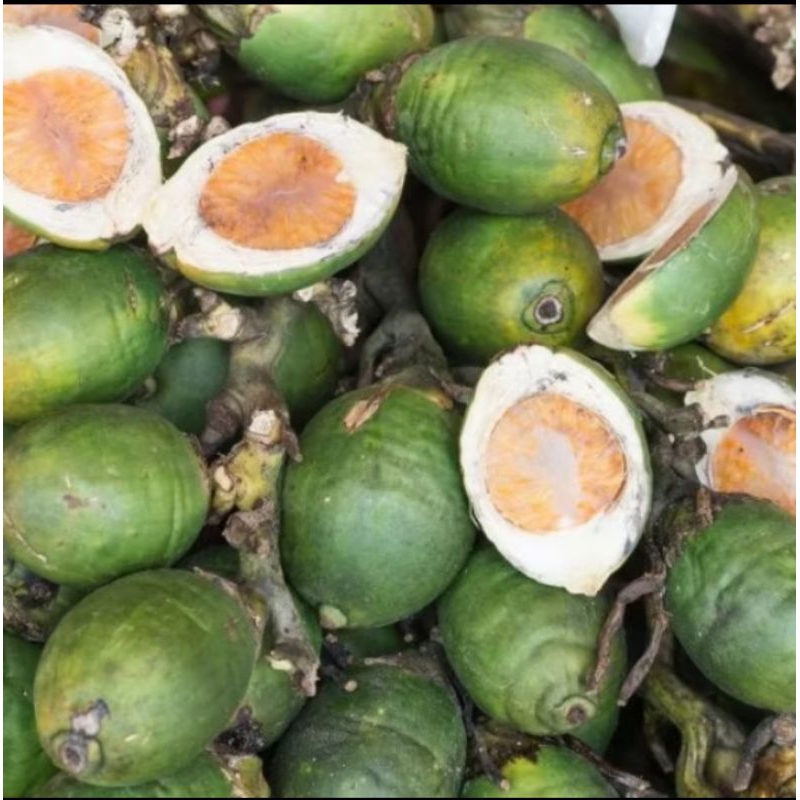 

BUAH PINANG MUDA, PINANG MUDA ,JAMBE , PINANG MURAH