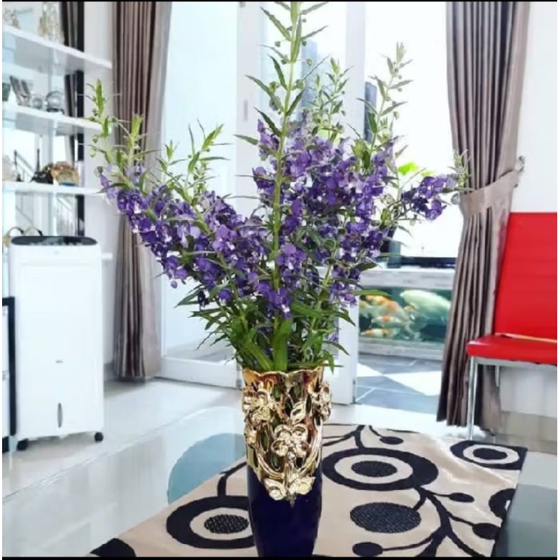 BUNGA LAVENDER, BUNGA ANTI NYAMUK, BUNGA UNGU, BUNGA LAVENDER UNGU, BIBIT BUNGA LAVENDER, BIBIT BUNG