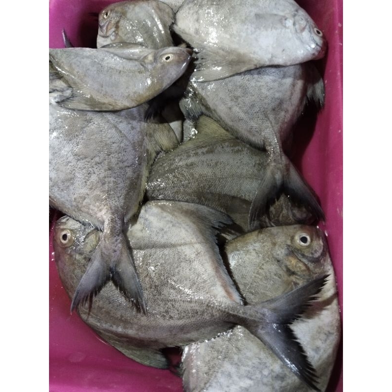 

1 kg ikan basa/fresh Dorang & cukil.