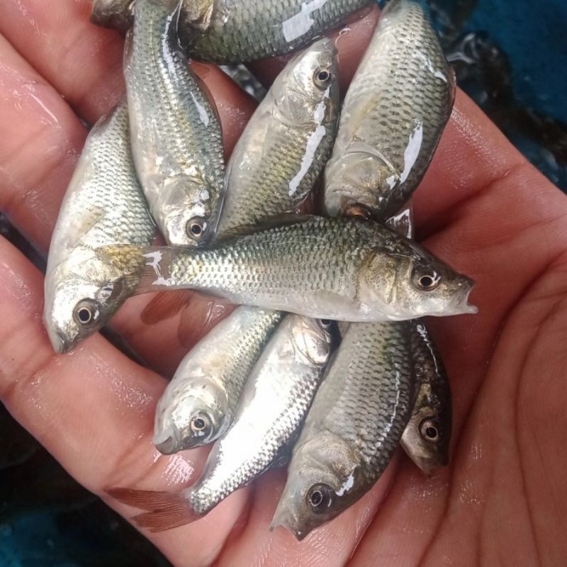 Bibit ikan mas konsumsi uk korek gas