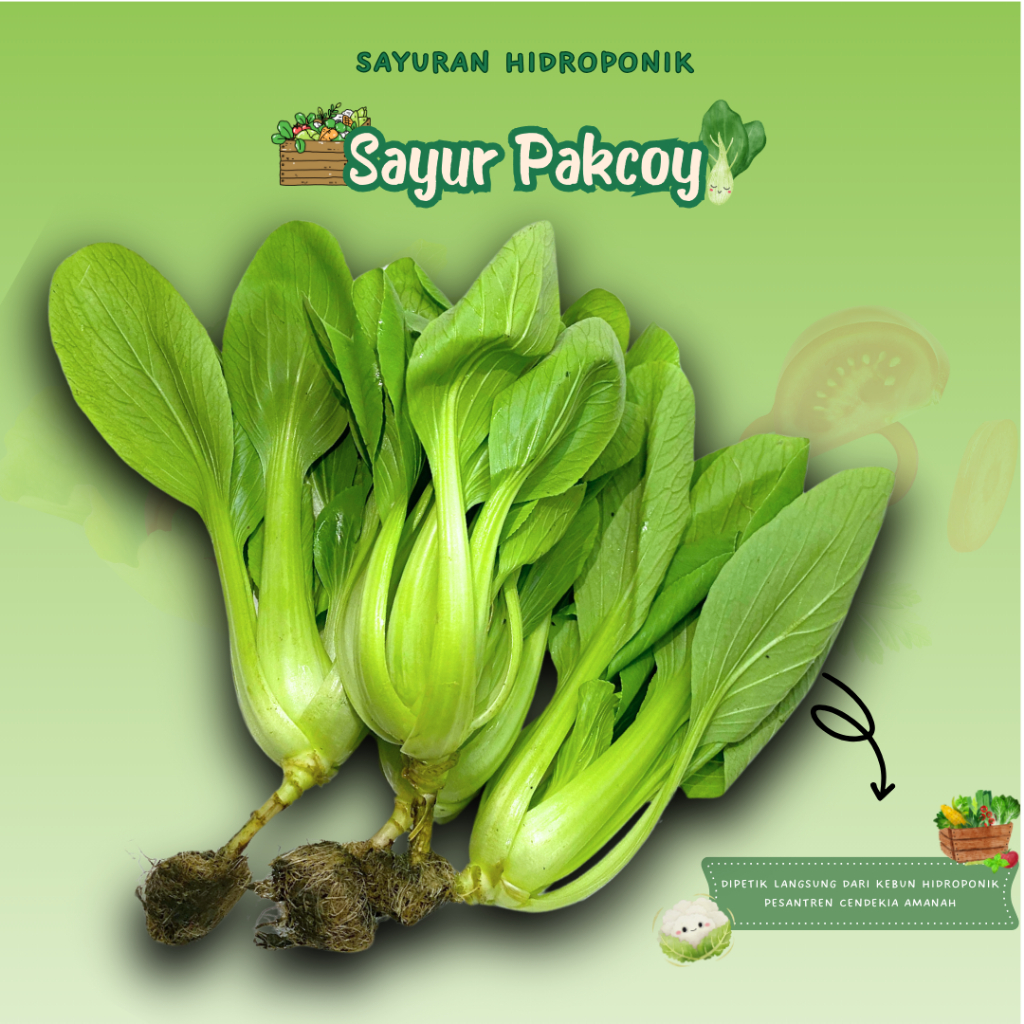 

Sayur Pakcoy/Sayuran Hidroponik Fresh/200gr/PCA/Pengiriman Instant/Dipetik Langsung