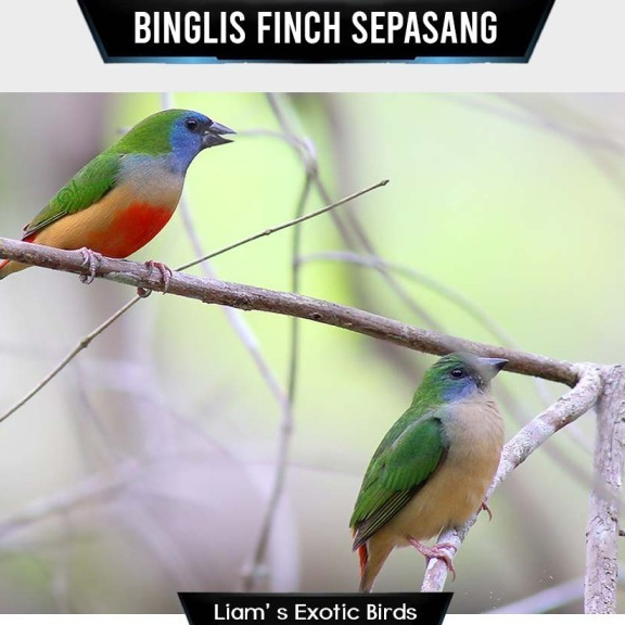 Burung Emprit Bondol Ijo Binglis Finch Sepasang