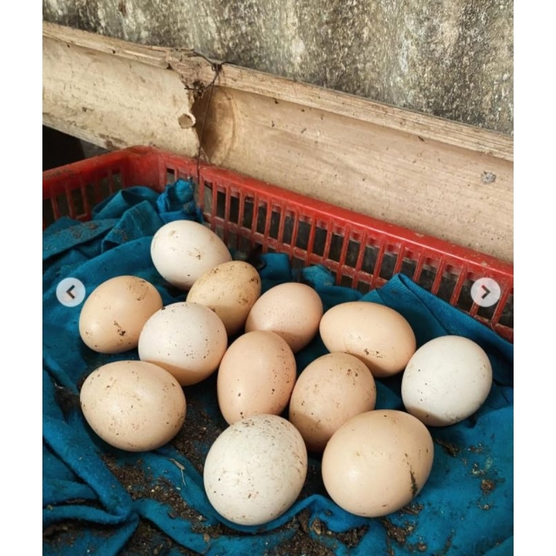 

Telur Ayam Kampung Super Fertil