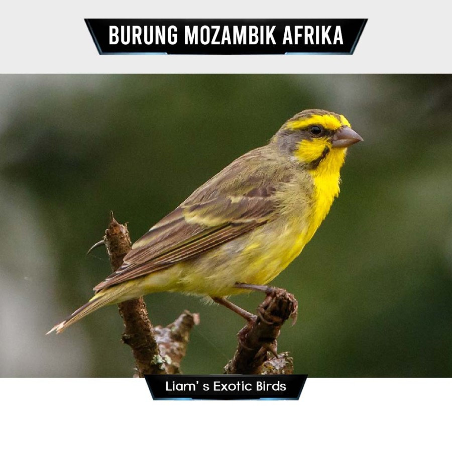 Burung Mozambik Afrika Bahan Jantan Pilihan Mulus