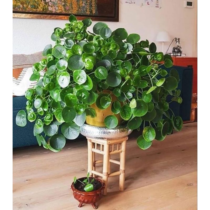Pilea Peperomioides (Chinese Money Plant)