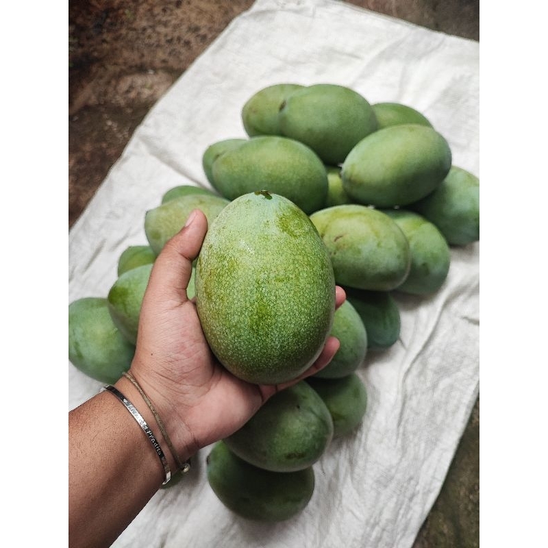 

1Kg Mangga manalagi/ mangga madu.