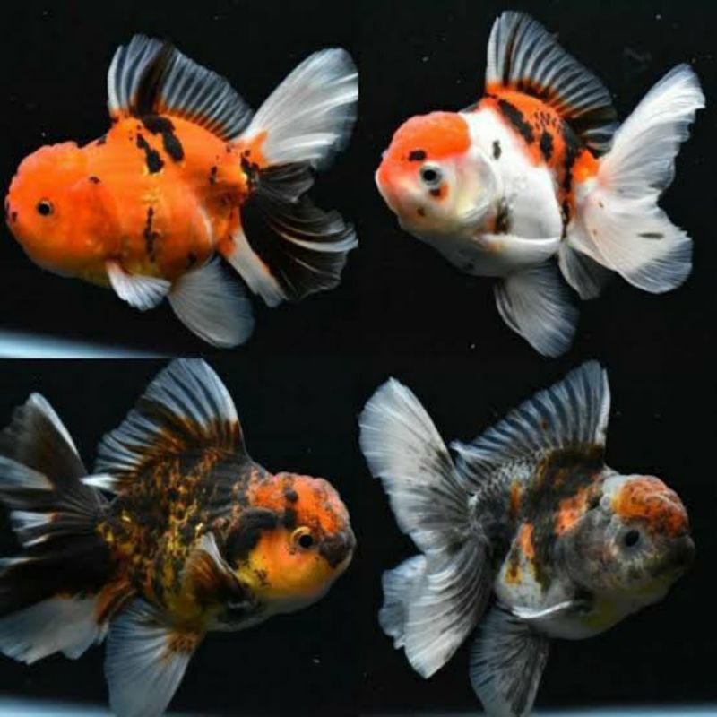 Dekorasi Hiasan Aquarium Koki Sedang Oranda Pancawarna (KHUSUS INSTAN)