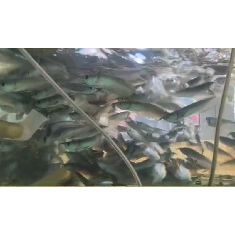 arwana silver brazil serat merah