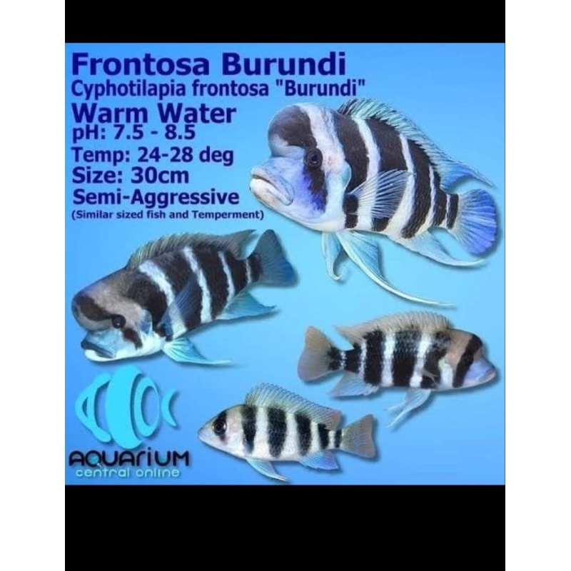 Chypotilapia Frontosa Burundi