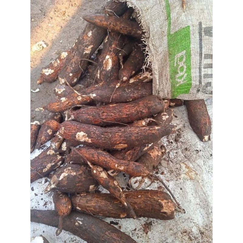 

Singkong/Ketela Ketan 1kg