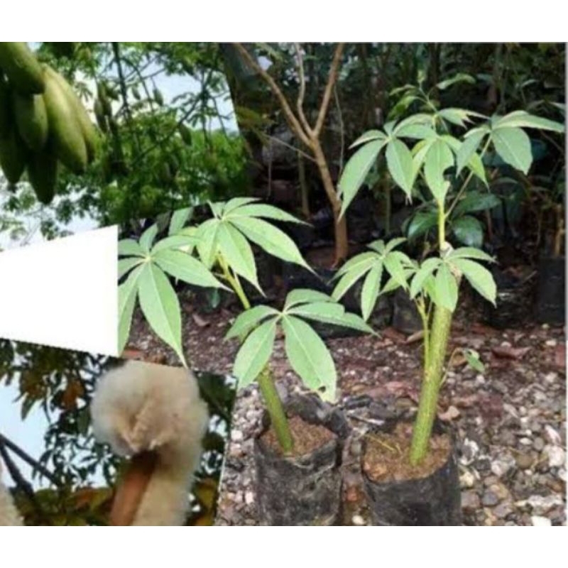 Tanaman herbal randu / pohon kapuk