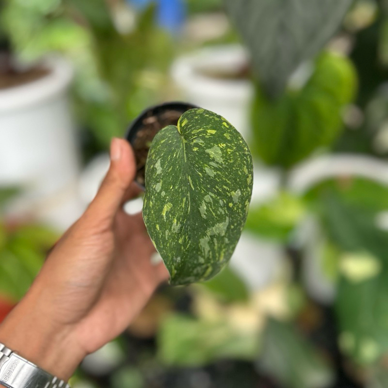 Scindapsus Baticon Variegata