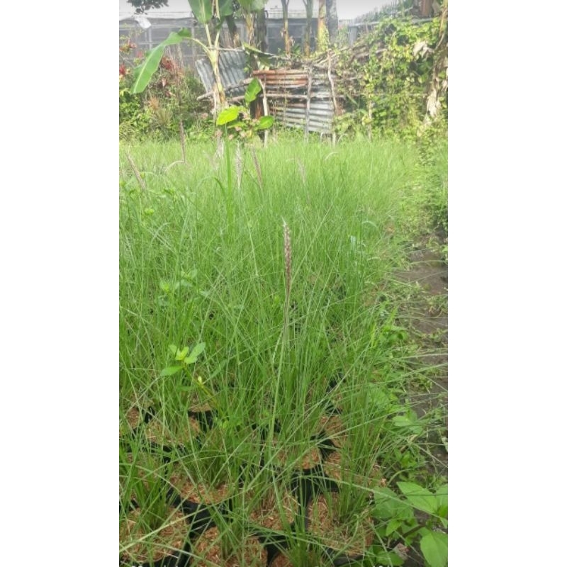 bunga ilalang/ekor kuda