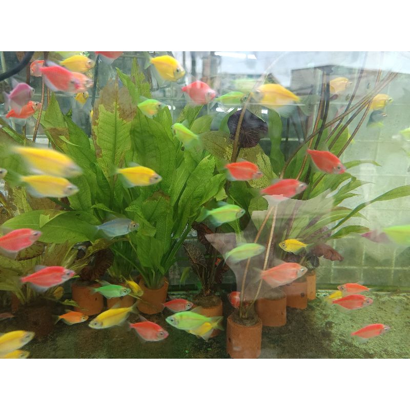 Glow fish tetra