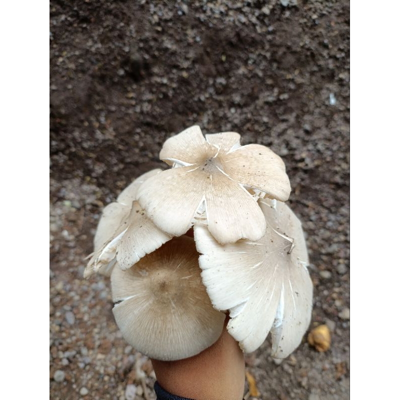 

JAMUR SU'UNG DESA/JAMUR SAYUR