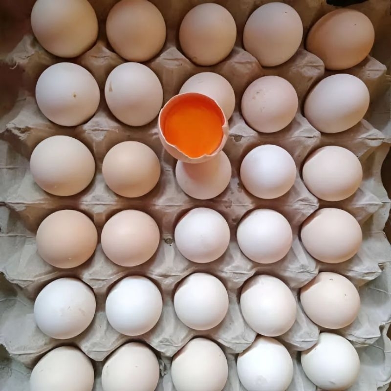 

telur ayam kampung