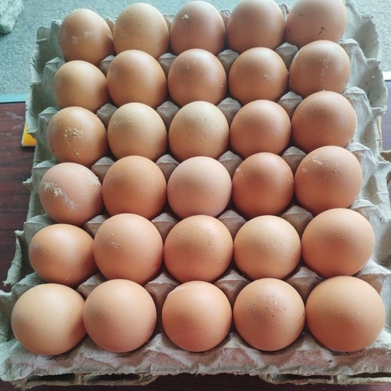 

Telur ayam fresh dari peternak ayamras kampung
