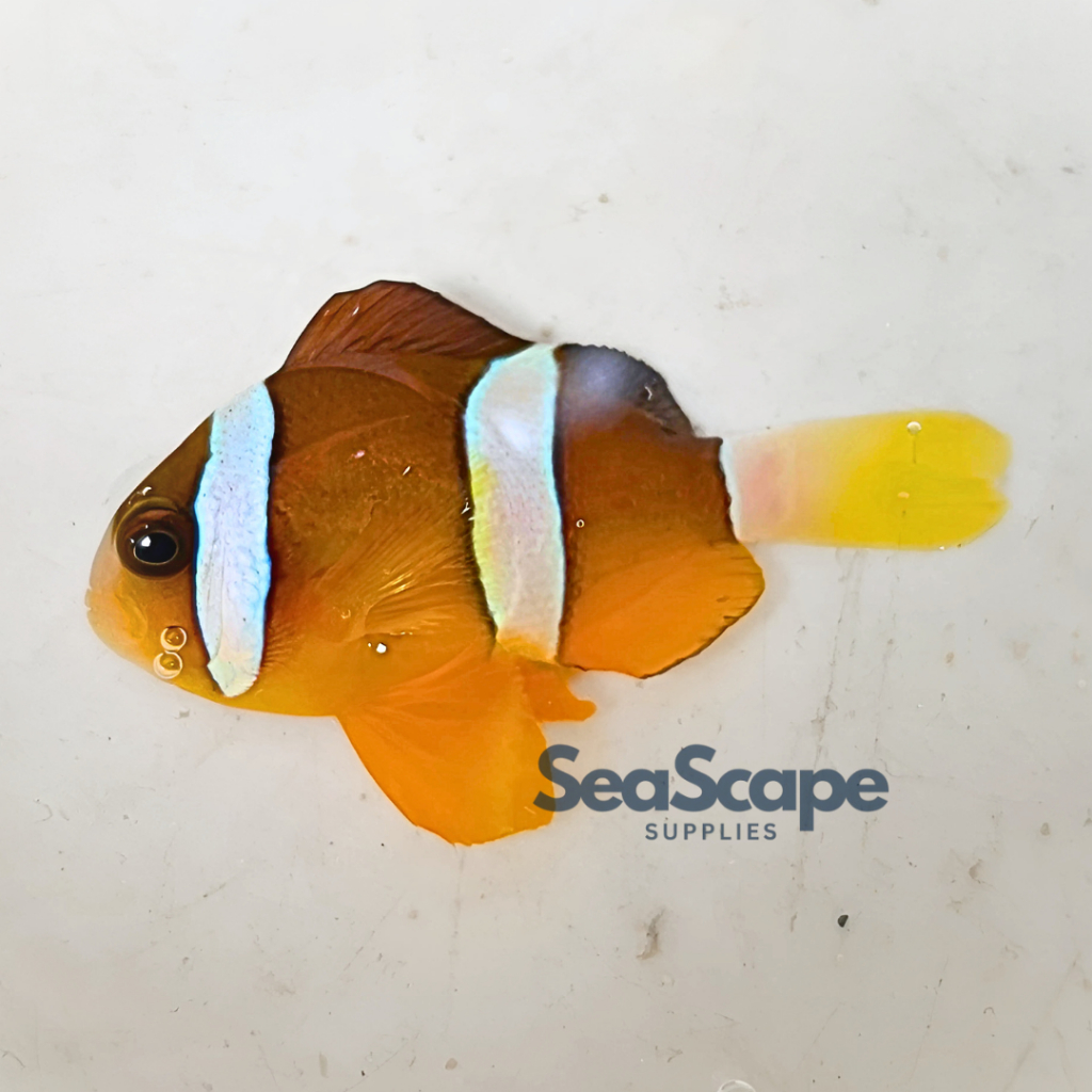 Ikan Hias Akuarium Air Laut Giro Pasir (Clarkii Clownfish) Aquarium Aquascape Marine