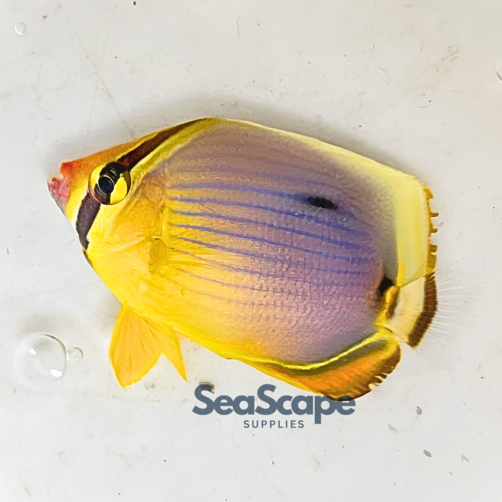 Ikan Hias Akuarium Air Laut Kepe Pasangan / Kepe Roti / Kepe Melon (Melon Butterflyfish) Aquarium Aq
