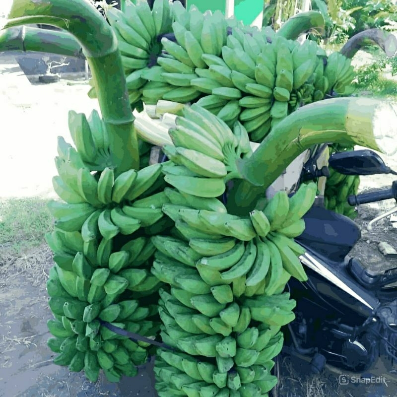

COD - PISANG KEPOK SUPER 1kg