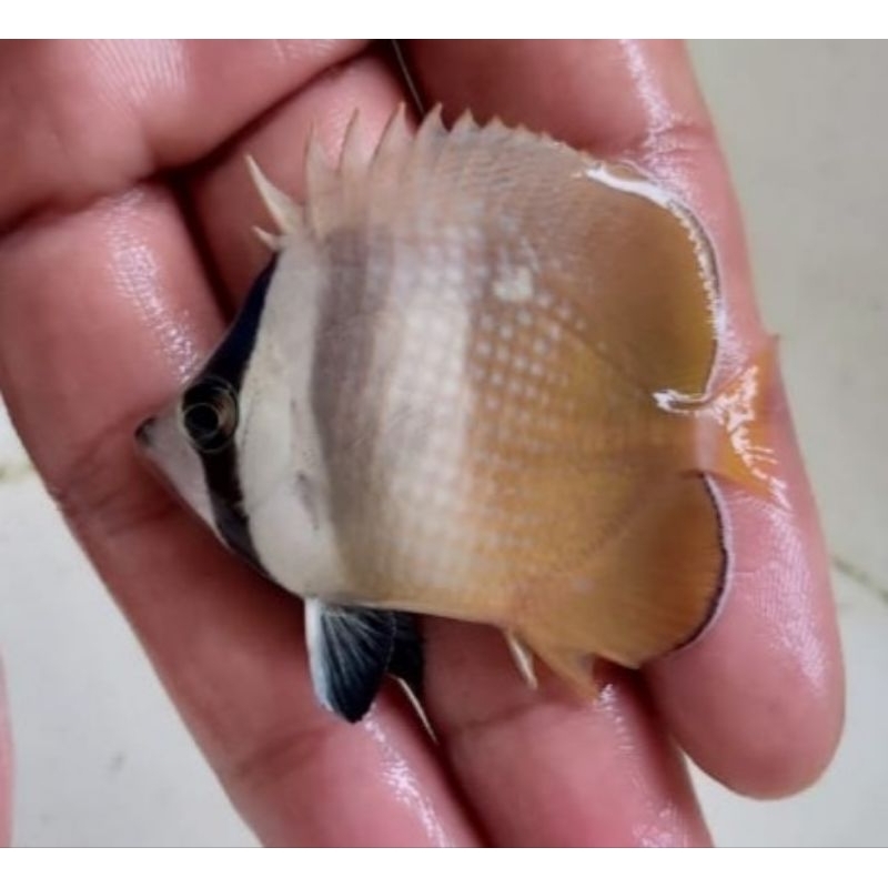 Ikan Hias Laut Kepe Roti