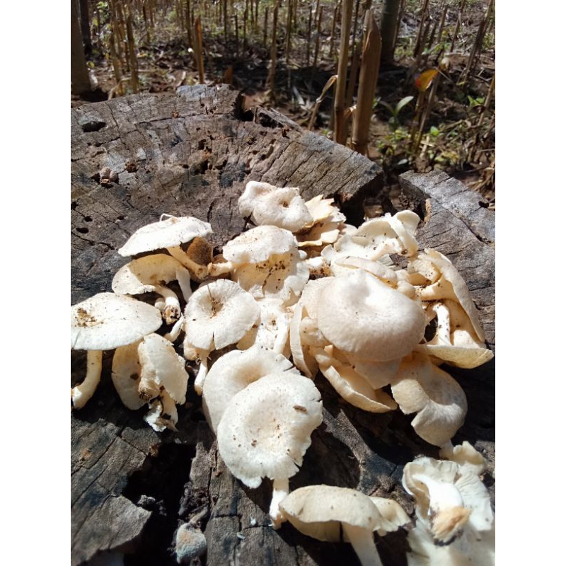 

jamur putih per 100g