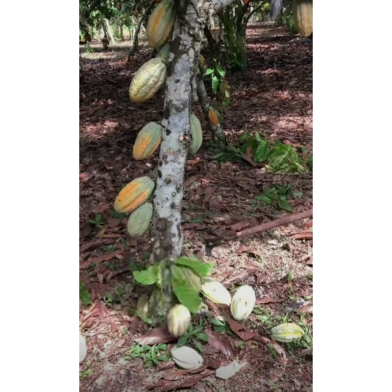 

buah kakao / buah kopi coklat
