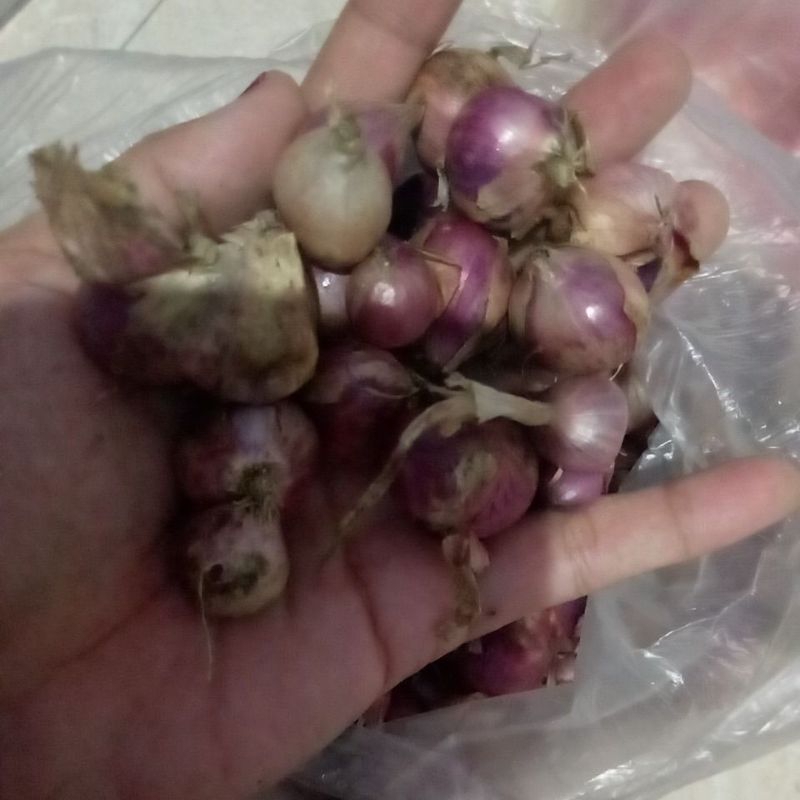 

Bawang merah super